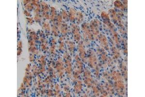 IHC-P analysis of stomach tissue, with DAB staining. (AGRN Antikörper  (AA 1206-1475))