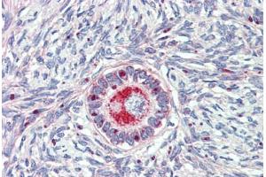 Anti-TM9SF1 antibody  ABIN1104705 IHC staining of human ovary. (TM9SF1 Antikörper  (Internal Region))