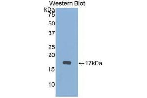 Western Blotting (WB) image for anti-Bone Morphogenetic Protein 15 (BMP15) (AA 274-390) antibody (ABIN1858149)