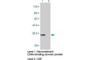 Image no. 1 for anti-Chitin Binding Domain antibody (ABIN531947) (Chitin Binding Domain Antikörper)