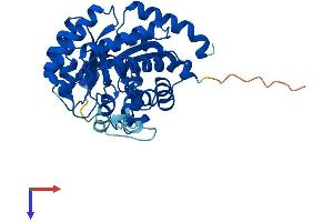 ADAL Protein (AA 1-355) (His tag)