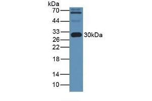 Western blot analysis of Human Serum. (APOA1 Antikörper  (AA 122-267))