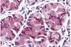 Anti-MBOAT4 antibody  ABIN960793 IHC staining of human stomach. (MBOAT4 Antikörper  (Internal Region))