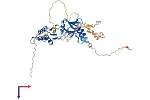 IRF4 Protein (AA 1-451) (His tag)