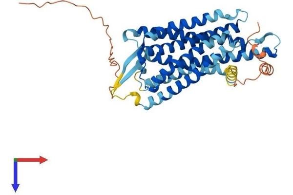 Prokineticin Receptor 2 Protein (PROKR2) (AA 1-381) (His tag)