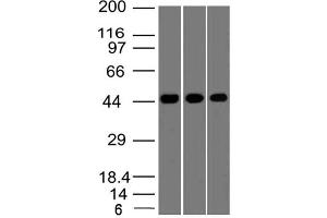 Image no. 1 for anti-Napsin (AA 150-350) antibody (ABIN5027389) (Napsin (AA 150-350) Antikörper)
