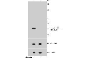 Lane 1: Etoposide treated HepG2 lysates, Lane 2: Untreated HepG2 lysates probed with Histone H2A. (H2AFX Antikörper  (pSer139))