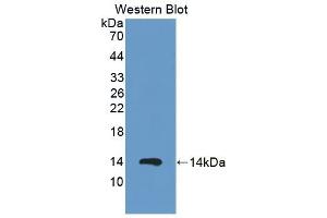 Detection of Recombinant S100A12, Procine using Polyclonal Antibody to S100 Calcium Binding Protein A12 (S100A12) (S100A12 Antikörper  (AA 2-92))