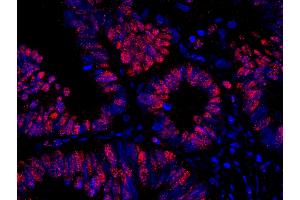 Immunofluorescence (IF) image for anti-RAN Binding Protein 3 (RANBP3) (AA 150-200) antibody (ABIN7449009)