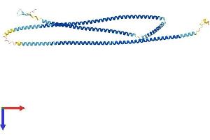 CCDC11 Protein (AA 1-514) (His tag)