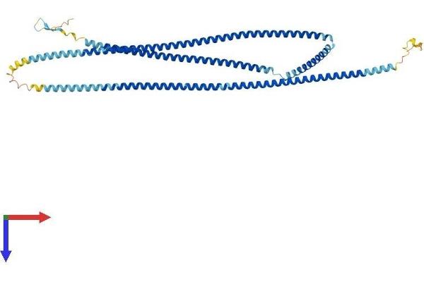 CCDC11 Protein (AA 1-514) (His tag)