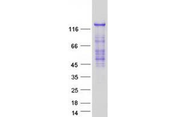 Ras Protein-Specific Guanine Nucleotide-Releasing Factor 2 (RASGRF2) protein (Myc-DYKDDDDK Tag)