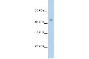 WB Suggested Anti-PRMT8 Antibody Titration:  2. (PRMT8 Antikörper  (C-Term))