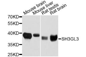 Western blot analysis of extracts of various cell lines, using SH3GL3 antibody. (SH3GL3 Antikörper  (AA 1-270))