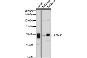 Western blot analysis of extracts of various cell lines, using C antibody (ABIN6130035, ABIN6137891, ABIN6137892 and ABIN6220925) at 1:1000 dilution. (CAMK4 Antikörper  (AA 304-473))