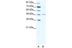 GABRA2 antibody (20R-1328) used at 0. (GABRA2 Antikörper  (Middle Region))
