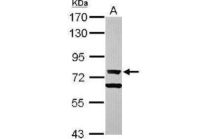 WB Image Sample (30 ug of whole cell lysate) A: Raji 7. (XRCC6 Antikörper)