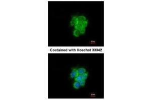 ICC/IF Image Immunofluorescence analysis of methanol-fixed A431, using MIPEP, antibody at 1:200 dilution. (MIPEP Antikörper)