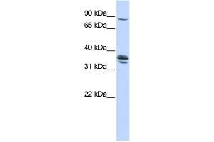 Solute Carrier Organic Anion Transporter Family, Member 3A1 (SLCO3A1) (Middle Region) Antikörper