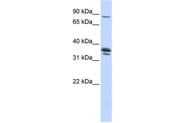 Solute Carrier Organic Anion Transporter Family, Member 3A1 (SLCO3A1) (Middle Region) antibody