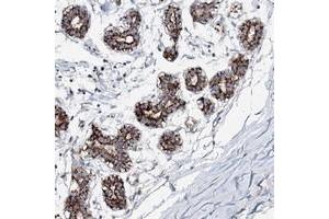 Immunohistochemical staining of human breast with C10orf33 polyclonal antibody  shows strong cytoplasmic positivity in glandular cells. (PYROXD2 Antikörper)