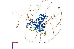 TTF1 Protein (AA 1-859) (His tag)