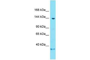 Host: Rabbit  Target Name: Gltscr1  Sample Tissue: Mouse Brain lysates  Antibody Dilution: 1. (Gltscr1 Antikörper  (C-Term))