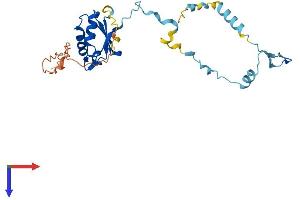 RCAN1 Protein (AA 1-252) (His tag)