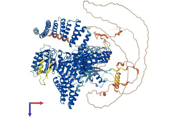 NFKBIL2 Protein (AA 1-1378) (His tag)