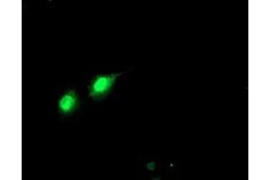 Anti-PHF21B mouse monoclonal antibody (ABIN2454780) immunofluorescent staining of COS7 cells transiently transfected by pCMV6-ENTRY PHF21B (RC204284). (PHF21B Antikörper)