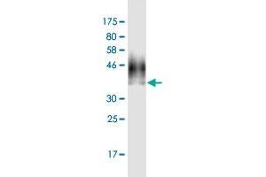 Western Blot detection against Immunogen (39.