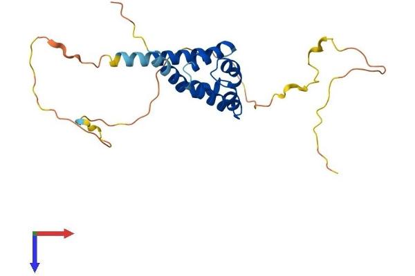 BCL10 Protein (AA 1-233) (His tag)