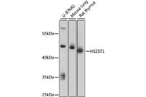 Western blot analysis of extracts of various cell lines, using HS2ST1 antibody (ABIN6292125) at 1:3000 dilution.