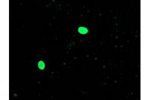 Anti-OGFOD1 mouse monoclonal antibody (ABIN2454366) immunofluorescent staining of COS7 cells transiently transfected by pCMV6-ENTRY OGFOD1 (RC206839). (OGFOD1 Antikörper)