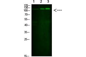 anti-Sterol Regulatory Element Binding Transcription Factor 1 (SREBF1) (AA 250-330) antibody
