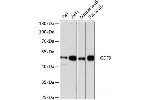 Western blot analysis of extracts of various cell lines using GDF9 Polyclonal Antibody at dilution of 1:3000. (GDF9 Antikörper)