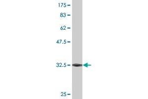 Western Blot detection against Immunogen (32. (SLUG Antikörper  (AA 69-132))