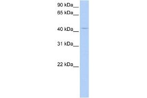 WB Suggested Anti-PECI Antibody Titration:  0. (PECI/ECI2 Antikörper  (Middle Region))