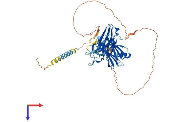 SYT4 Protein (AA 1-425) (His tag)