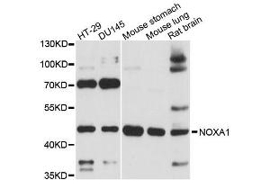 Western blot analysis of extracts of various cell lines, using NOXA1 antibody (ABIN6293863) at 1:3000 dilution. (NOXA1 Antikörper)