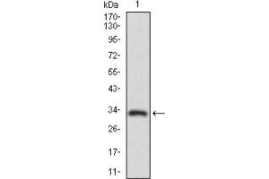 Western blot analysis using ABCC4 antibody against HEK293 (1) and ABCC4 (AA: 631-692) -hIgGFc transfected HEK293 (2) cell lysate. (ABCC4 Antikörper  (AA 631-692))