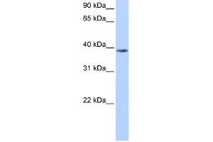 NUDT13 antibody used at 0. (NUDT13 Antikörper)