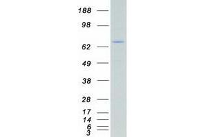 Validation with Western Blot (ARAF Protein (Myc-DYKDDDDK Tag))
