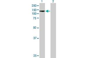 Western Blot analysis of PCDHA4 expression in transfected 293T cell line by PCDHA4 MaxPab polyclonal antibody. (PCDHA4 Antikörper  (AA 1-947))