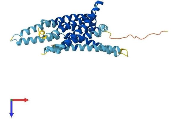 TAS2R3 Protein (AA 1-316) (His tag)