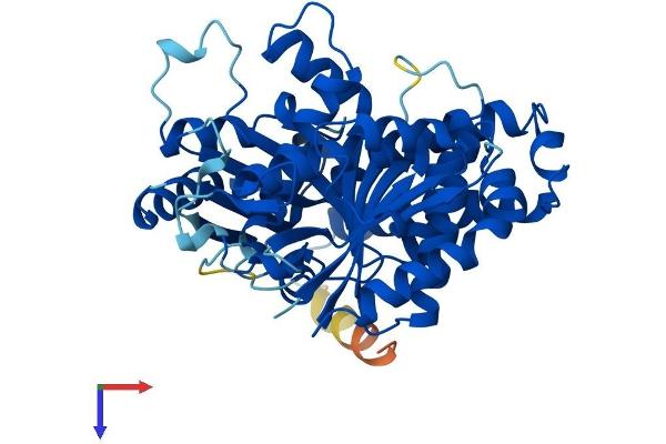 TUBB5 Protein (AA 1-444) (His tag)