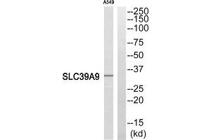 Western blot analysis of extracts from A549 cells, using SLC39A9 antibody. (SLC39A9 Antikörper  (Internal Region))