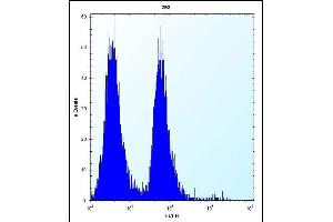 MLM Antibody (C-term) (ABIN6242125 and ABIN6577331) flow cytometric analysis of 293 cells (right histogram) compared to a negative control cell (left histogram).