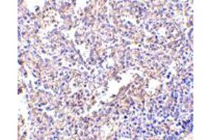 Immunohistochemistry of LY96 in human spleen with LY96 monoclonal antibody, clone 1A2E3  at 2. (LY96 Antikörper  (AA 2-160))