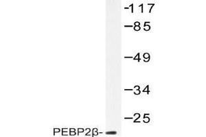 Western blot (WB) analysis of PEBP2beta antibody in extracts from HUVEC (CBFB Antikörper)